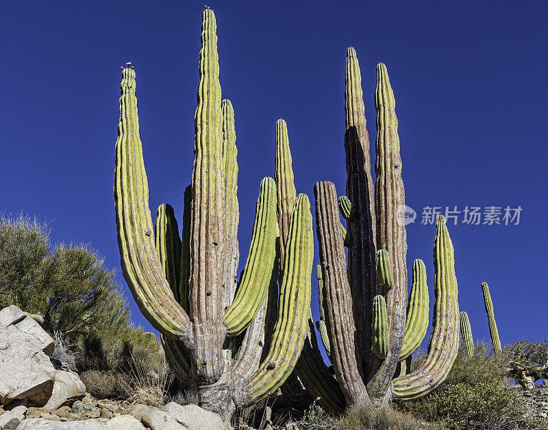 卡登仙人掌，Pachycereus pringlei，生长在科泰兹海的加泰罗尼亚岛。